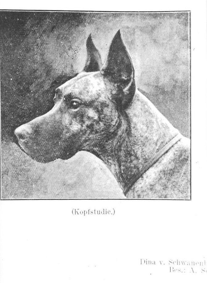 Dina v Schwanenberg